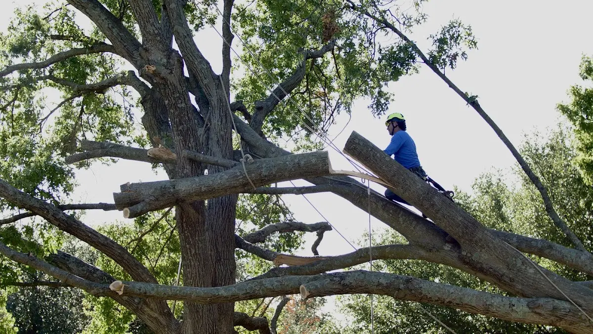 Professional Crown Thinning performed by certified arborists in Grindstone