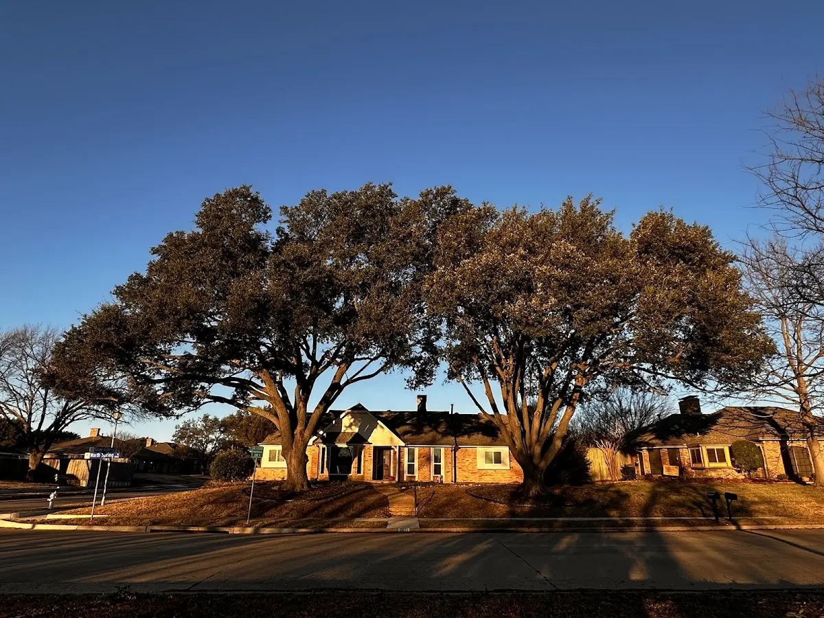 Established residential canopy tree shading a home in Grindstone